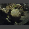 092121_Sandfisch.jpg