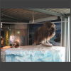 092132_Tiere_der_Eiszeit.jpg