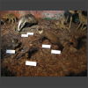092137_Tiere_der_Schweiz.jpg
