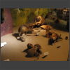092139_Tiere_der_Schweiz.jpg