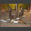 092140_Tiere_der_Schweiz.jpg