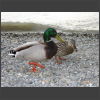 092174_Enten.jpg