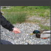 092181_Ente_fuettern.jpg