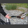 092183_Ente_fuettern.jpg