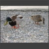 092185_Enten.jpg