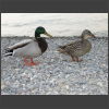 092187_Enten.jpg